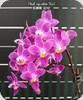 Phal. equestris Red